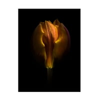 Брайън Карсън 'Заден Двор Цветя Цветна Версия' Платно Изкуство